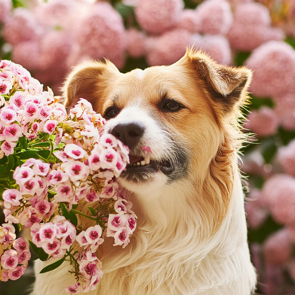 Die Wissenschaft der Düfte und wie Hunde ihren Geruchssinn nutzen