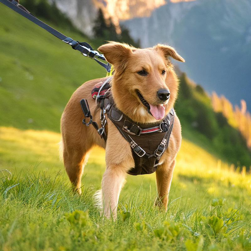 Hundegeschirre & Halsbänder