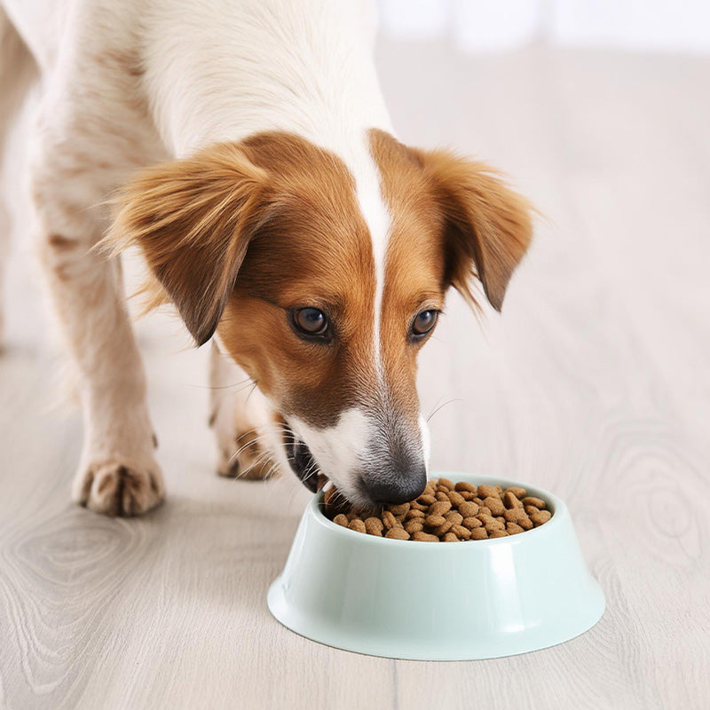 Hundefutter und Wassernäpfe